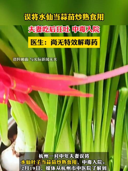 _水仙中毒一案最终判决_水仙中毒怎么解毒